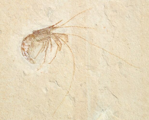 World Class Fossil Shrimp (Aeger tipularius) - Solnhofen #15624
